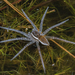 Arañas Pescadoras - Photo (c) Danny Goodding, todos los derechos reservados