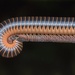 Florida Ivory Millipede - Photo (c) Danny Goodding, all rights reserved, uploaded by Danny Goodding