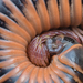 Millipedes - Photo (c) Danny Goodding, all rights reserved, uploaded by Danny Goodding