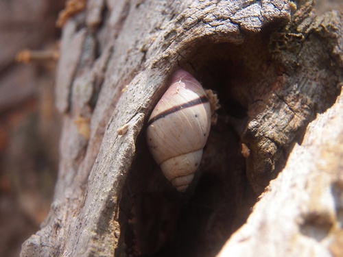 Mesembrinus moritinctus