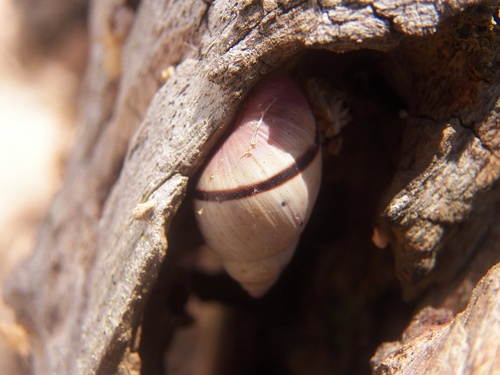 Mesembrinus moritinctus