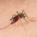 Asian Bush Mosquito - Photo (c) Colin Purrington, all rights reserved, uploaded by Colin Purrington