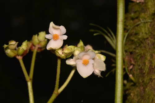 Begonia fusca