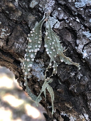 cartilage lichen