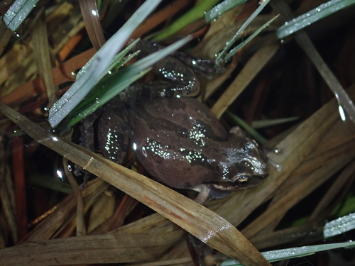 iNaturalist observation photo of Pacific chorus frog