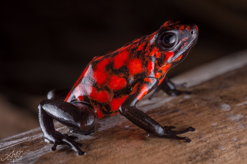 Little Devil Poison Frog (Oophaga sylvatica) · iNaturalist