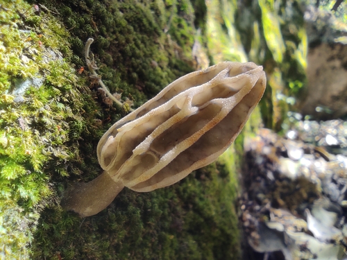 Morchella anatolica