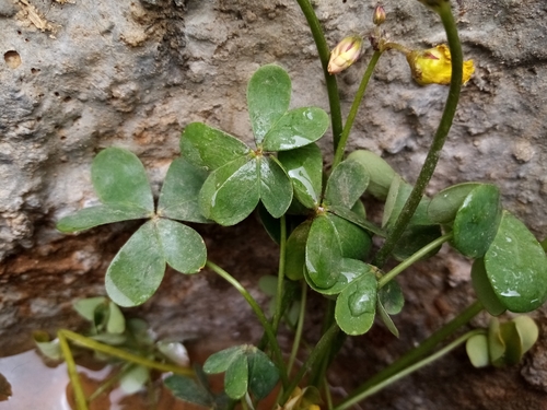 Bermuda buttercup
