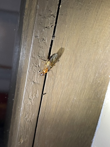 Camponotus variegatus bacchusCamponotus variegatus bacchus