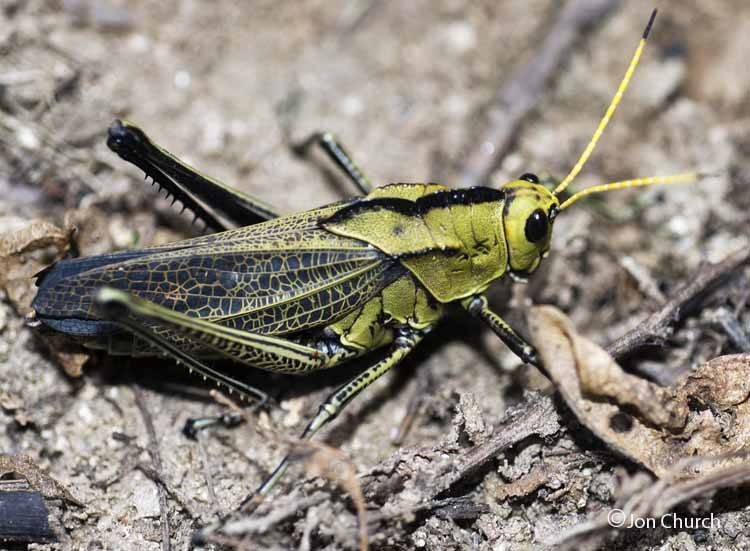 Romalea citricornis from parque national huautlco on October 23, 2013 ...