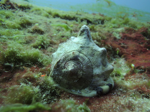 King Helmet Snail