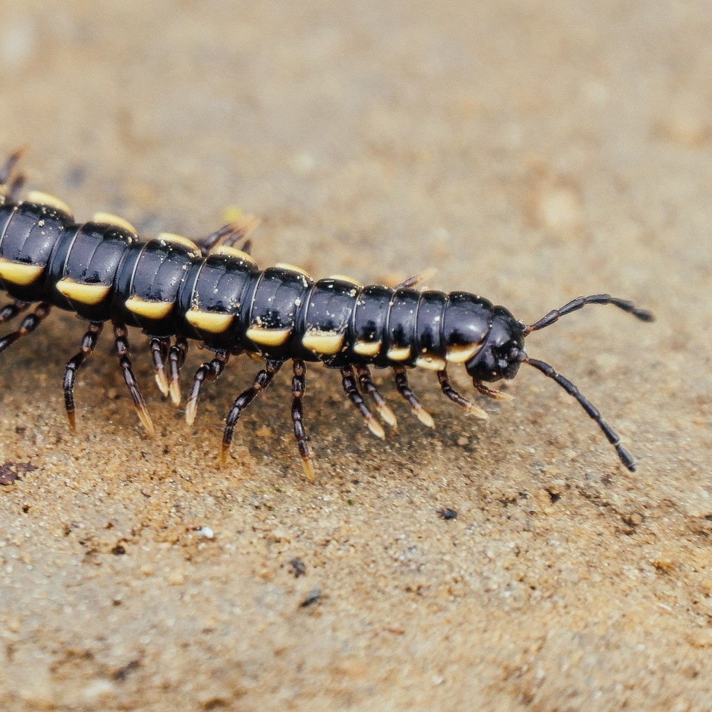 北京小直形馬陸