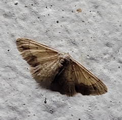 Image of Idaea kendallaria