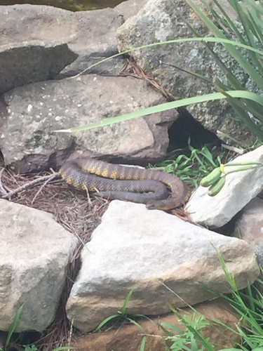 Tiger Snake sighting