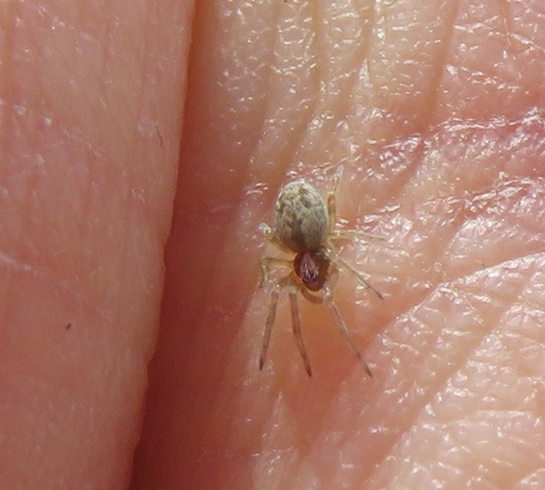 iNaturalist observation photo of Dictyna
