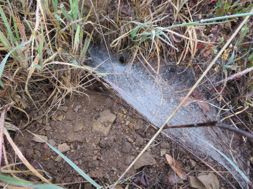 iNaturalist observation photo of Spiders
