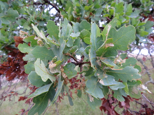 iNaturalist observation photo of blue oak