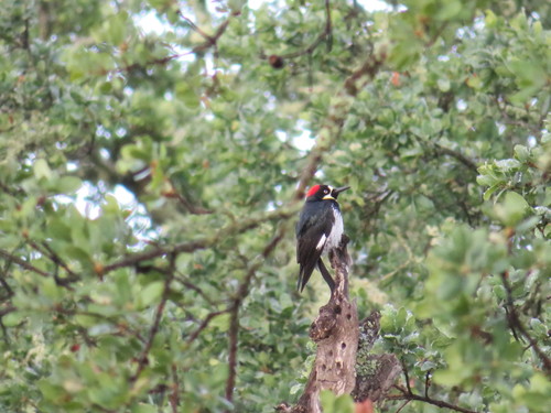 iNaturalist observation photo of Acorn Woodpecker