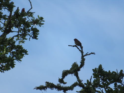 iNaturalist observation photo of House Finch