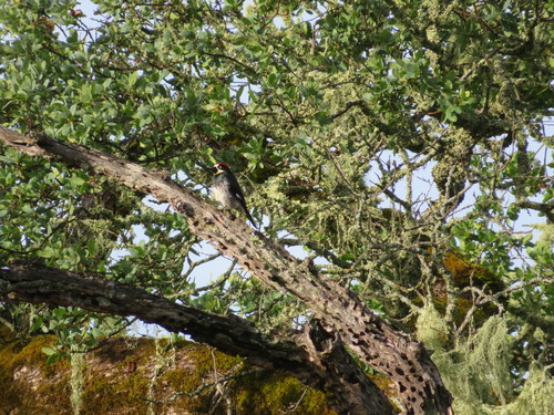 iNaturalist observation photo of Acorn Woodpecker