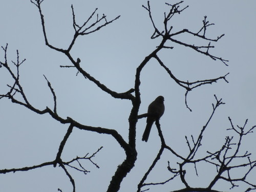 iNaturalist observation photo of California Towhee