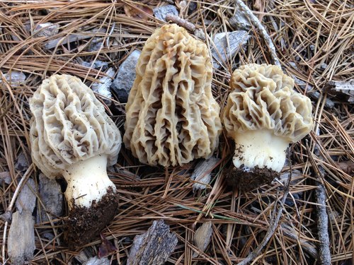Mountain Blond Morel