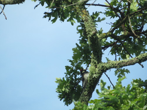 iNaturalist observation photo of Acorn Woodpecker