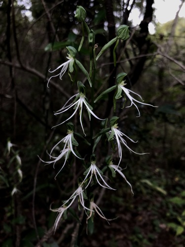 Bonatea saundersioides
