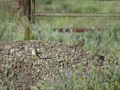 iNaturalist observation photo of White-crowned Sparrow
