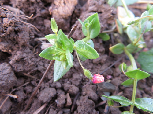 iNaturalist observation photo of scarlet pimpernel