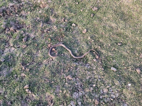 Chequered Keelback