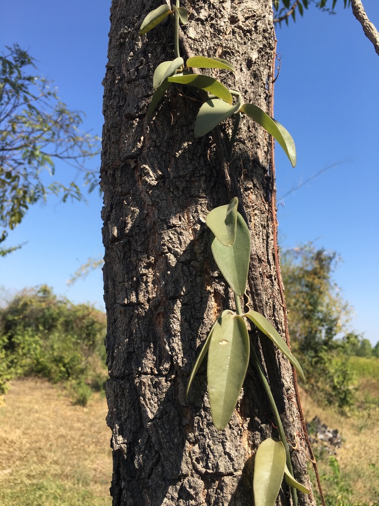 Neoalsomitra sarcophylla (Neoalsomitra sarcophylla)