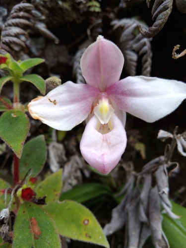 Phragmipedium andreettae
