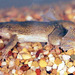 Tropical Clawed Frog - Photo (c) Paul Freed, all rights reserved, uploaded by Paul Freed