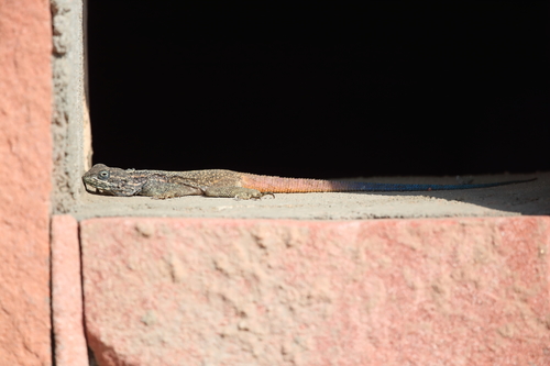 Anderson's Rock Agama