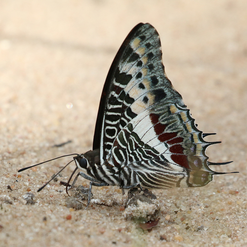 Giant Charaxes