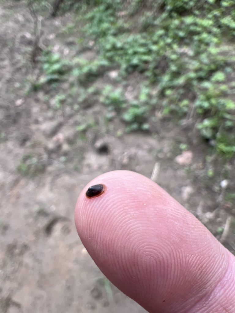 Freshwater Limpets from Middle Creek Rd, Burlington, KY, US on April 16 ...