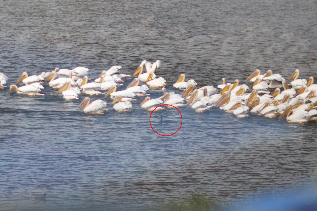 Great Cormorant from SamtskheJavakheti, on July 24, 2021 at 12