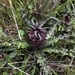 Crinkle-leaf Pineapple Lily - Photo (c) Carel Fourie, all rights reserved, uploaded by Carel Fourie