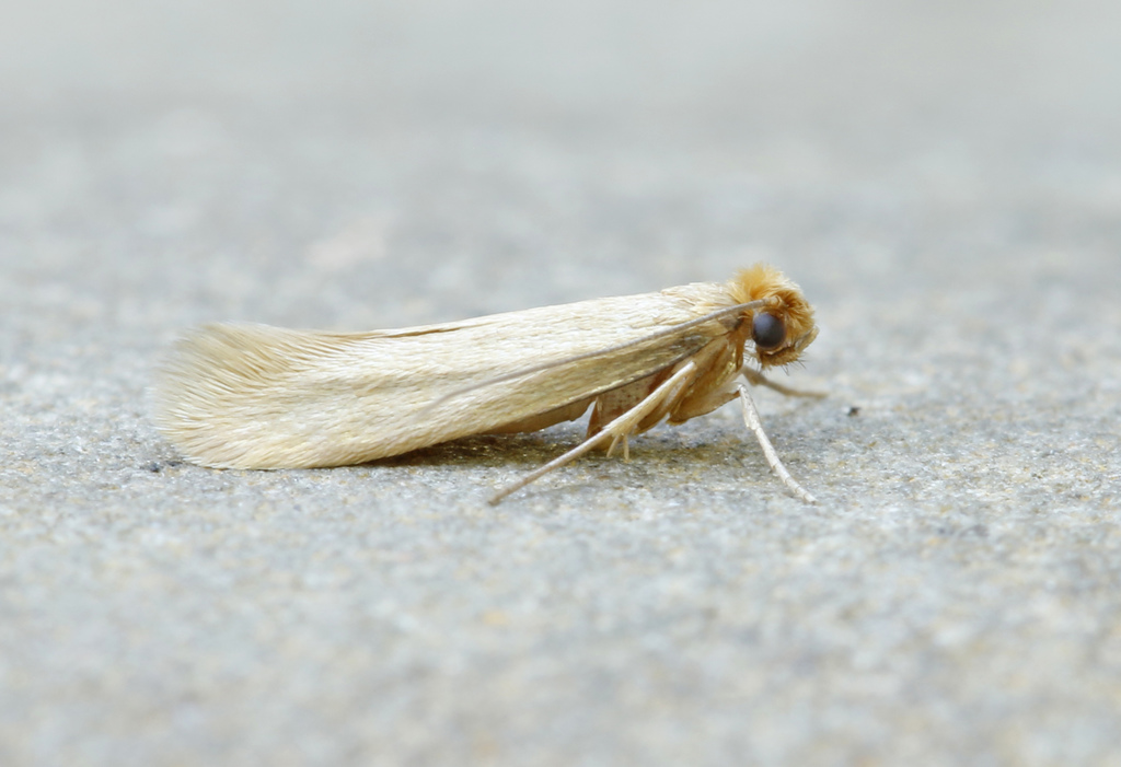 What's Eating You? Clothes Moths (Tineola Species)