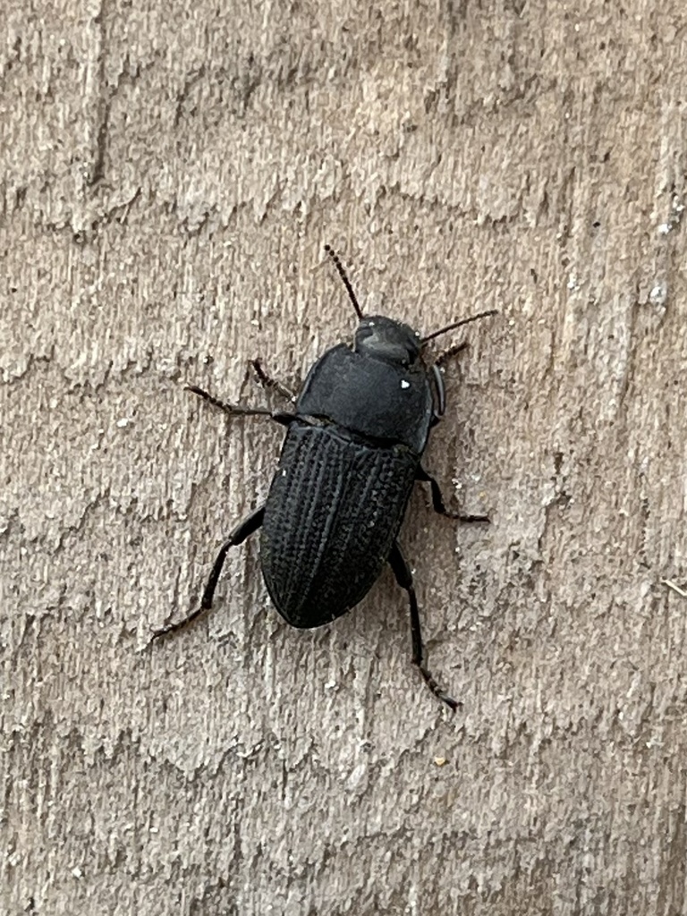 Threeribbed Darkling Beetle from University of North Texas Discovery