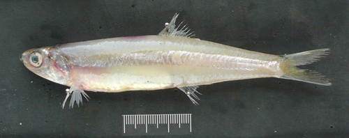 Stolephorus indicus