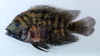 Montecristo Cichlid - Photo (c) Michael Tobler, all rights reserved, uploaded by Michael Tobler