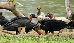 Sarcoramphus papa image