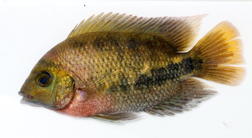 Redhead Cichlid