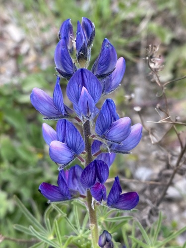 Narrow-leaved Lupine