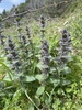 Oriental Bugle - Photo (c) Konstantinos Barsakis, all rights reserved, uploaded by Konstantinos Barsakis