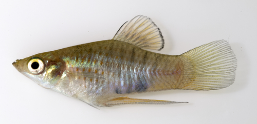 Picotee Livebearer