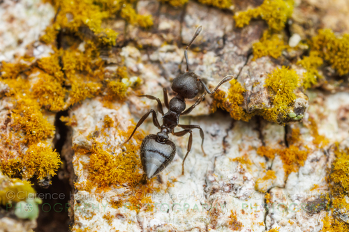 Crematogaster corvinaCrematogaster corvina