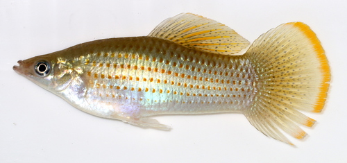 Shortfin Molly